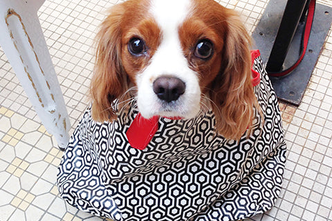 Dog Friendly Restaurants in Hong Kong